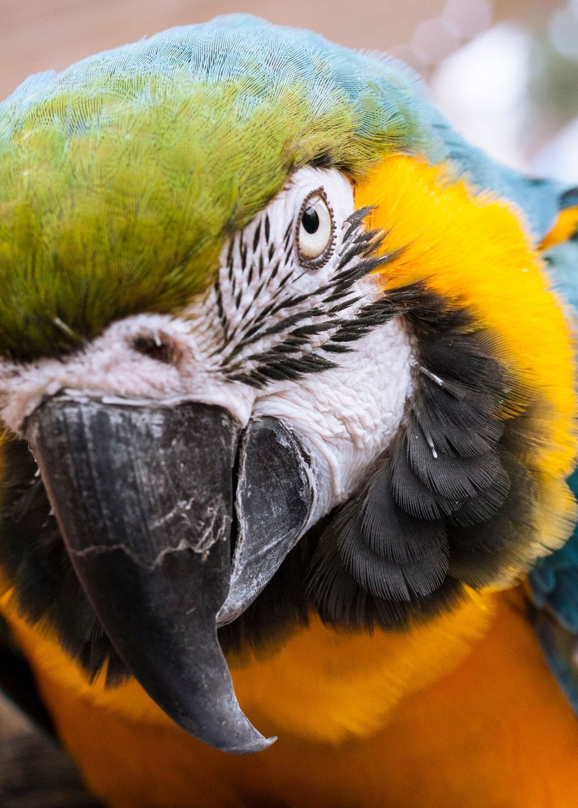 Macaw
