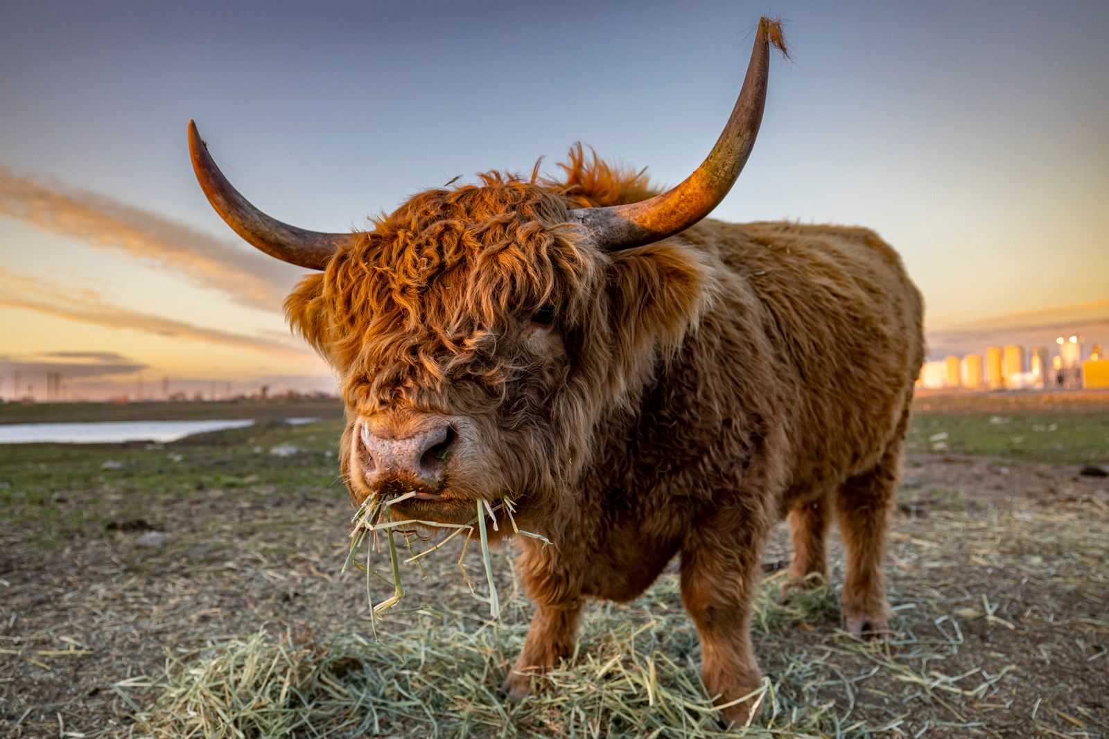 Highland calf