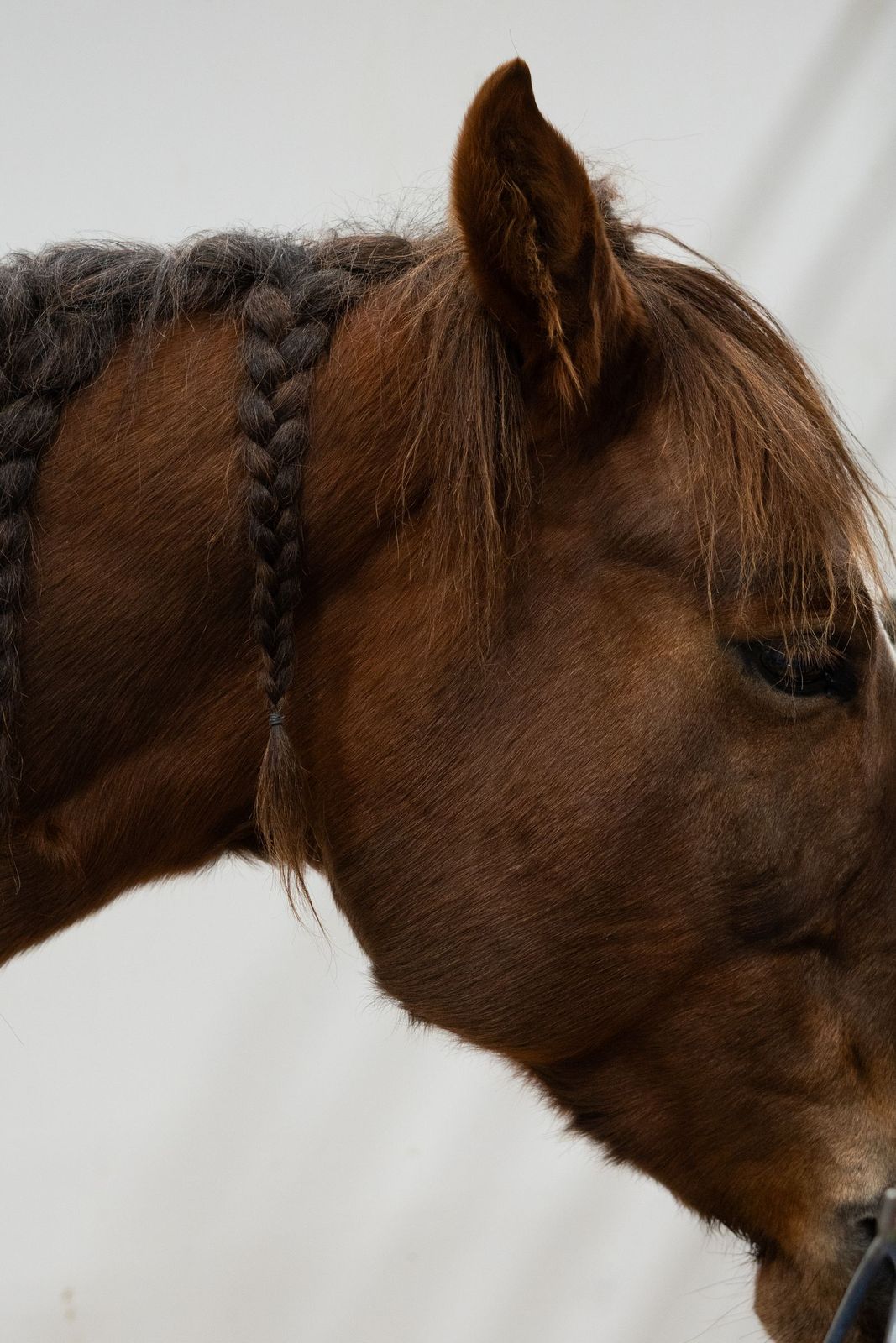 Bay hanoverian